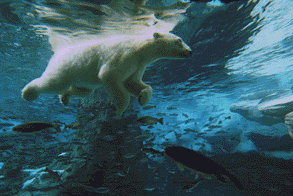 Seaworld
