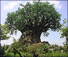 Animal Kingdom